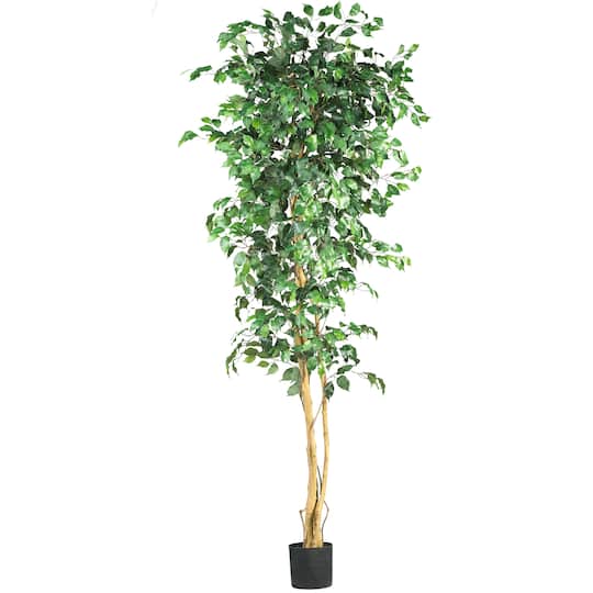7ft. Potted Ficus Tree